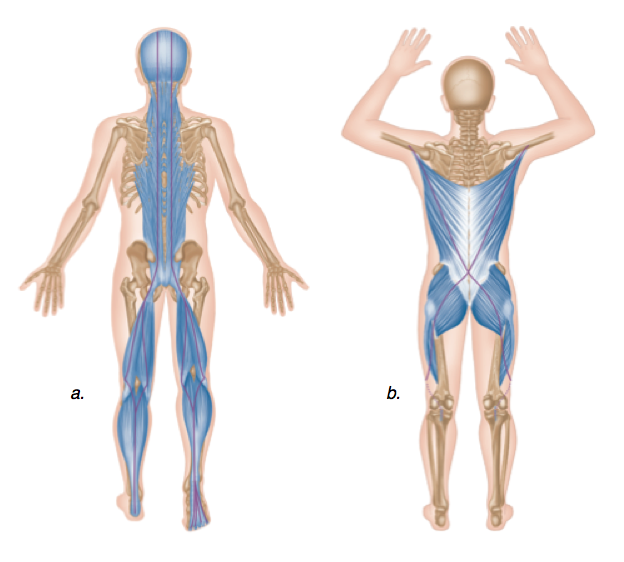 As you can see, much of our body is dependent on the posterior chain muscles.