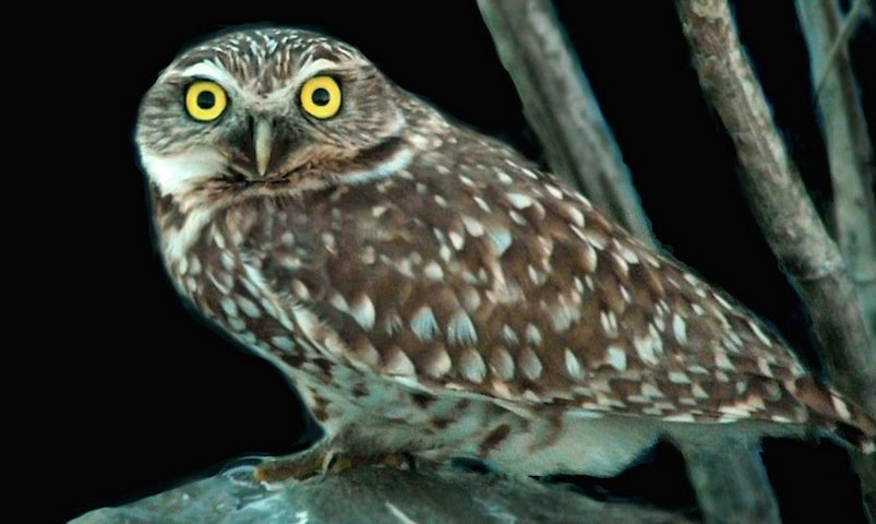 Legit question, how much do owls sleep?