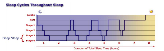 As you can see, the duration of our sleep stages shift throughout the night.