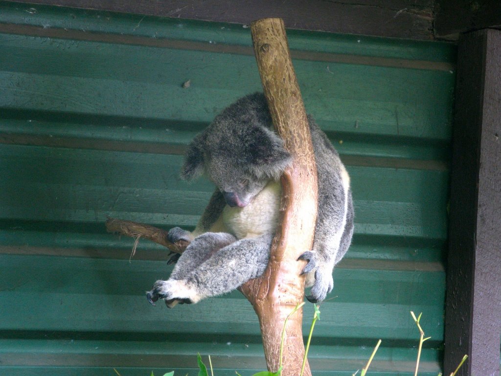 I have heard koala's sleep quite a bit.