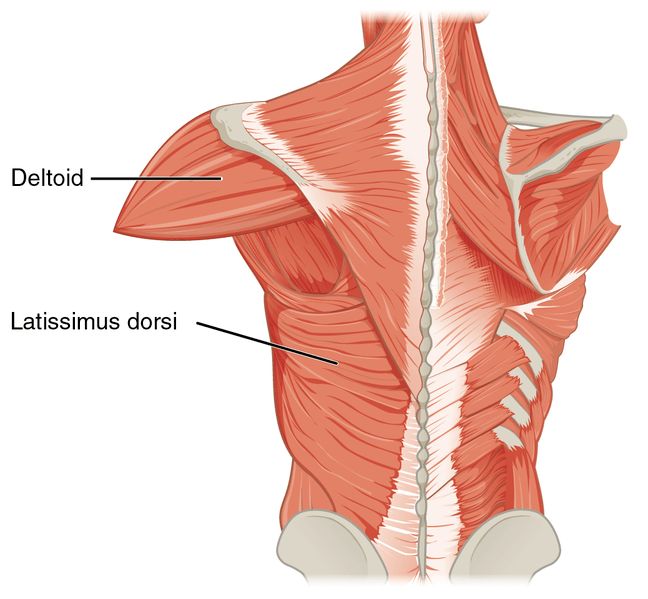 A picture showing the latissimus dorsi muscles