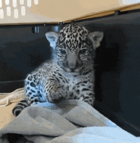 This leopard knows that you'll be fine while doing intermittent fasting, just try it out and you'll be fine. 
