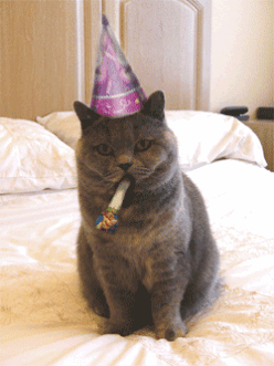 This cat is celebrating our imaginary friend's birthday.