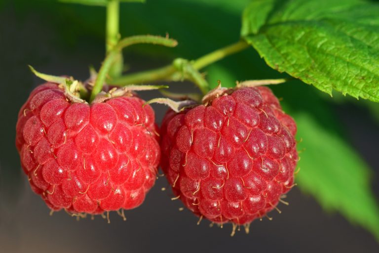 Raspberries are low in calories in that one cup is only about 65.