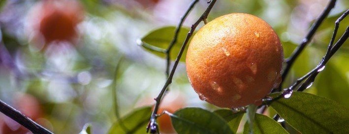 Eat a variety of fruits, like mandarins. We'll explain why shortly.