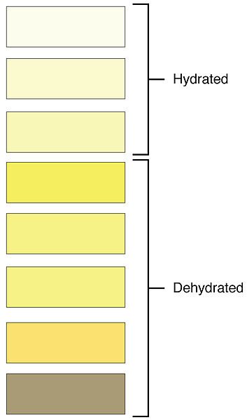This chart of urine color can help you decide if you should drink more water or not.