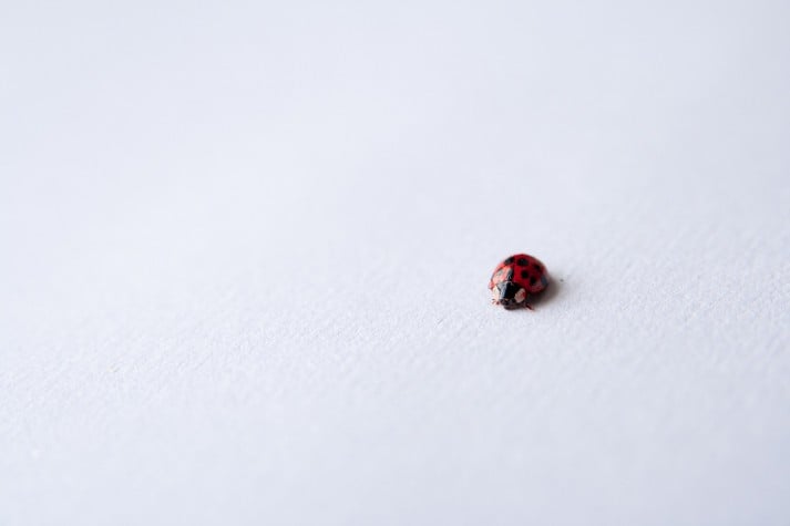 Don't sweat the small stuff like this ladybug.