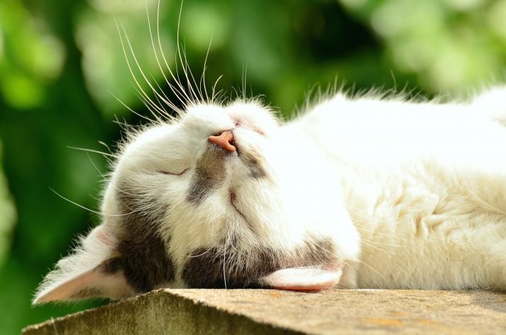 This cat prioritizes sleep so it can grow strong after its training. 